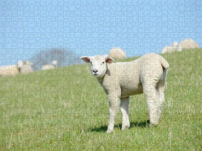 Lamm steht auf der Wiese - CALVENDO Foto-Puzzle'