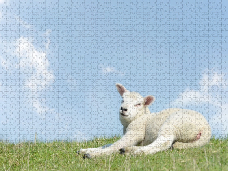 Lämmchen liegt auf dem Deich - CALVENDO Foto-Puzzle'