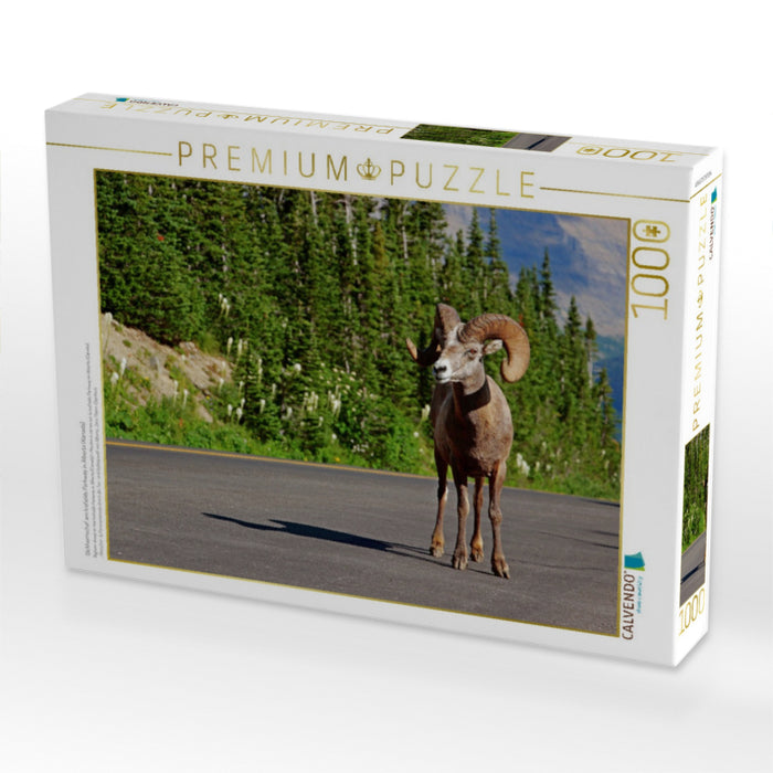 Dickhornschaf am Icefields Parkway in Alberta (Kanada) - CALVENDO Foto-Puzzle'
