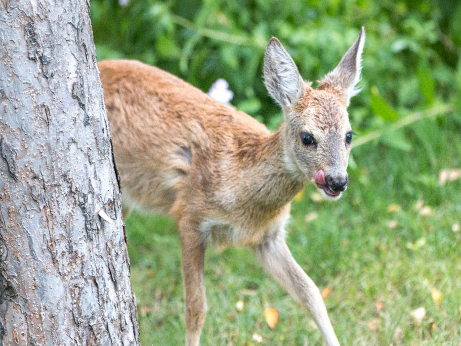Ein Motiv aus dem Kalender Heimische Tiere - Rehe - CALVENDO Foto-Puzzle'
