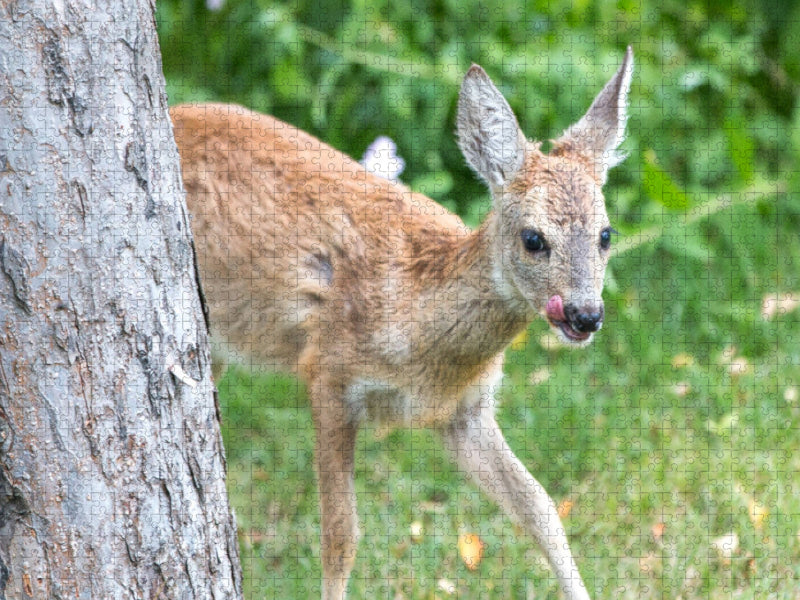 Ein Motiv aus dem Kalender Heimische Tiere - Rehe - CALVENDO Foto-Puzzle'