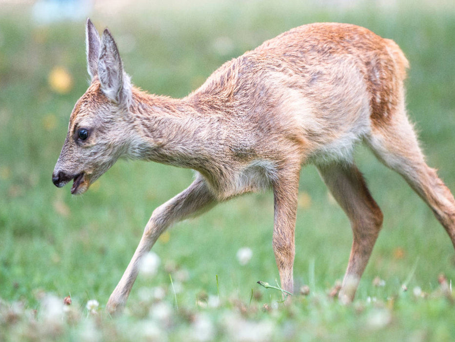 Kitz auf einer Lichtung - CALVENDO Foto-Puzzle'