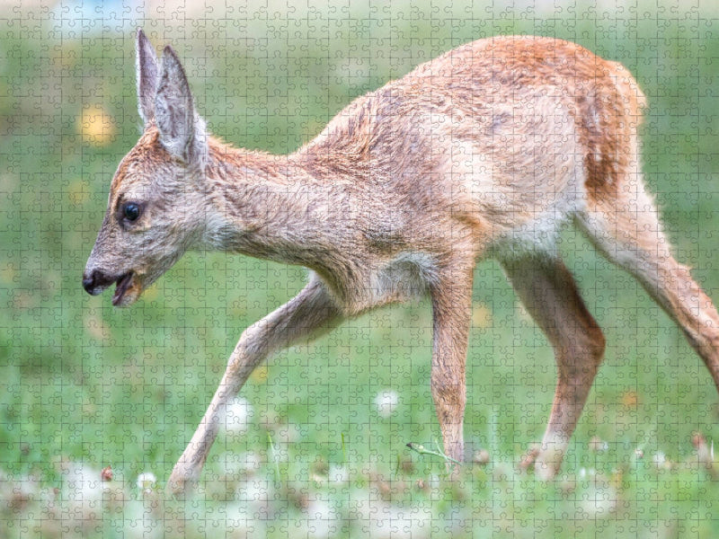 Kitz auf einer Lichtung - CALVENDO Foto-Puzzle'