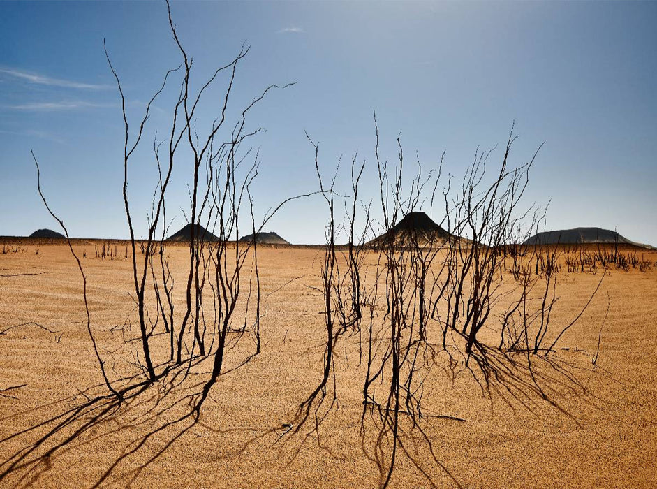 Trockene Sträucher in der schwarzen Wüste nahe der Oase Bahariya - CALVENDO Foto-Puzzle'
