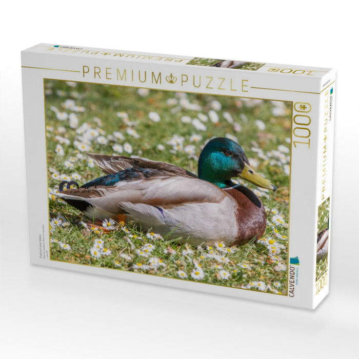 Erpel auf einer Wiese - CALVENDO Foto-Puzzle'