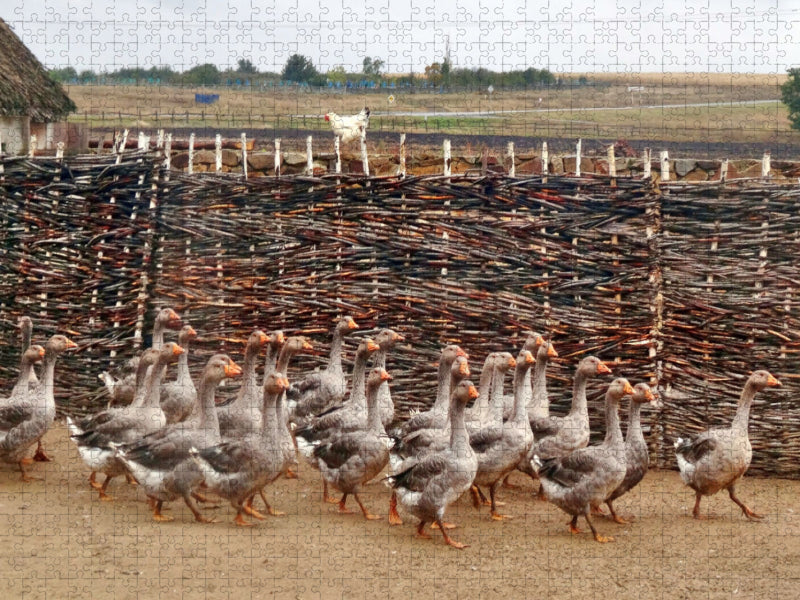 Im Gänsemarsch auf einem historischen Kosakengehöft am Oberen Don - CALVENDO Foto-Puzzle'