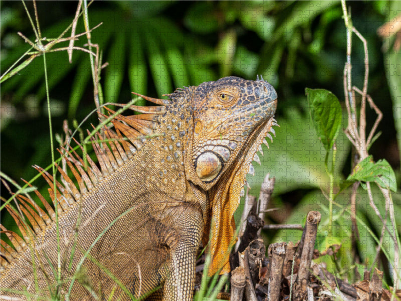 Grüner Leguan 1000 Teile Puzzle quer - CALVENDO Foto-Puzzle'