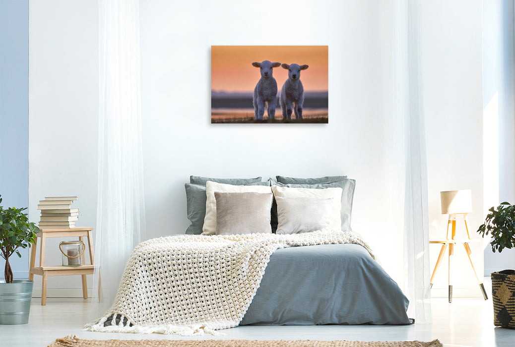 Premium textile canvas Premium textile canvas 120 cm x 80 cm landscape Lamb twins in front of the evening sky 