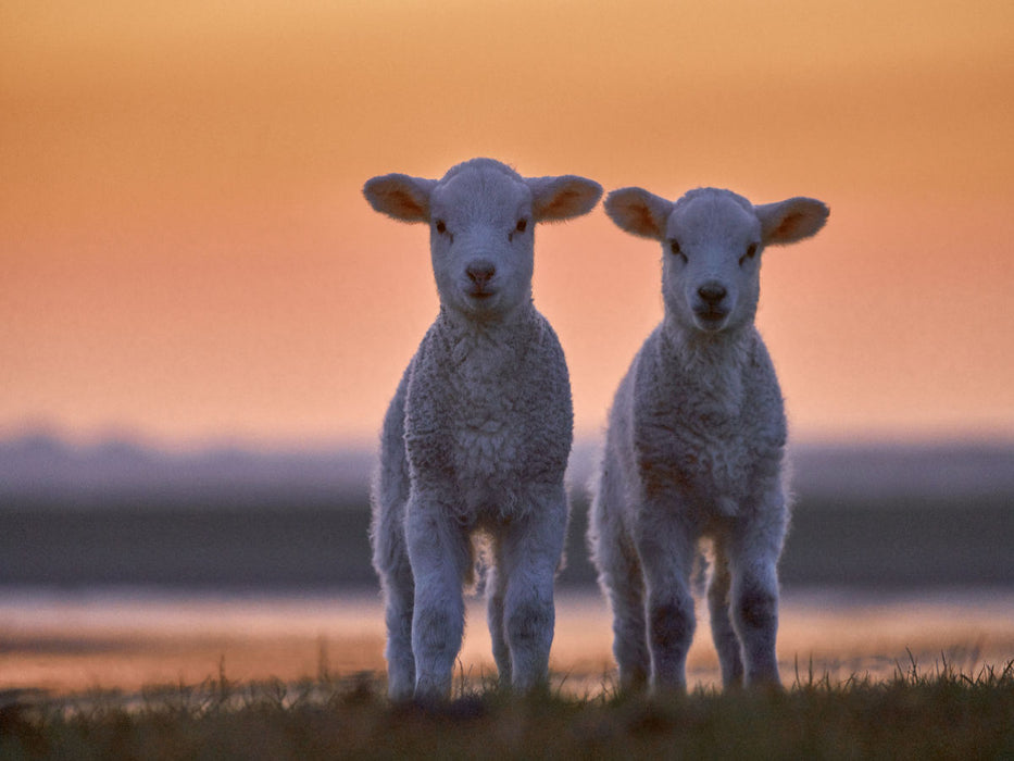 Lamm-Zwillinge vor Abendhimmel - CALVENDO Foto-Puzzle'