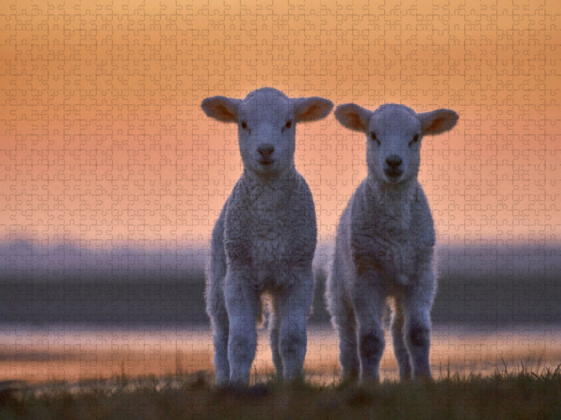 Lamm-Zwillinge vor Abendhimmel - CALVENDO Foto-Puzzle'