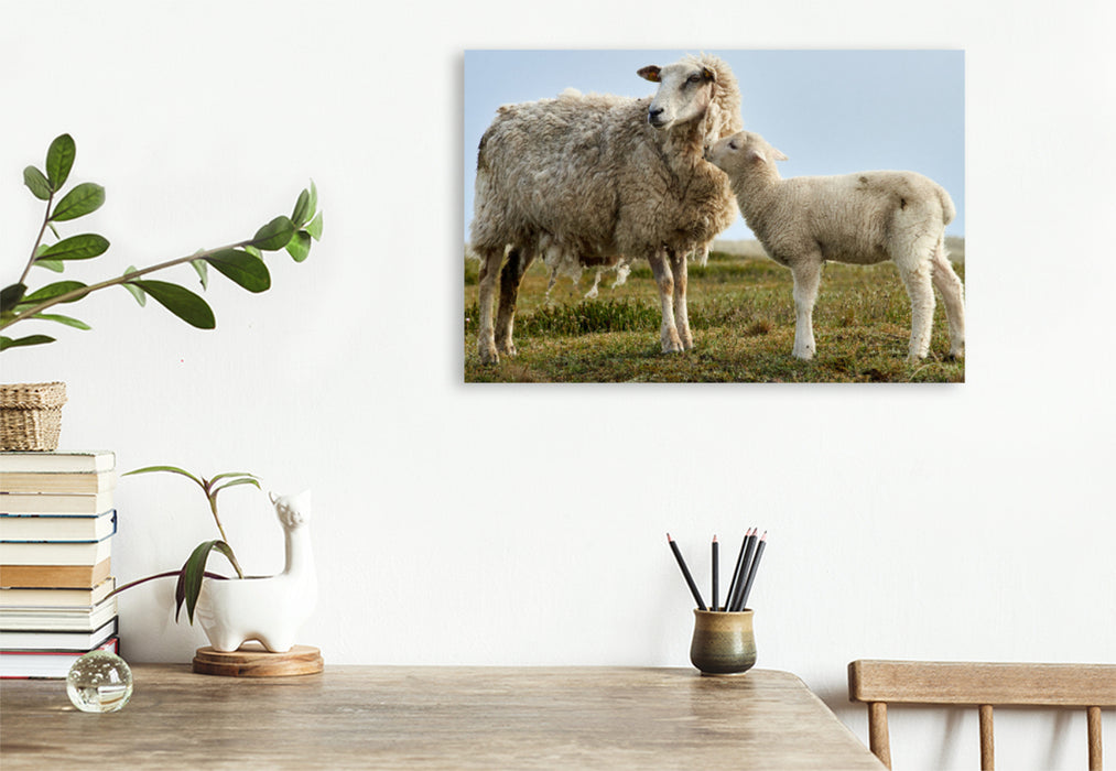 Premium textile canvas Premium textile canvas 120 cm x 80 cm landscape Ewe with shaggy fur 