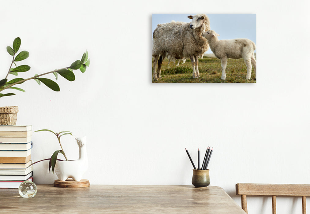 Premium textile canvas Premium textile canvas 120 cm x 80 cm landscape Ewe with shaggy fur 