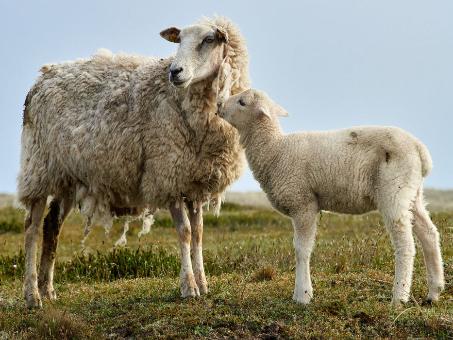 Mutterschaf mit zotteligem Fell - CALVENDO Foto-Puzzle'