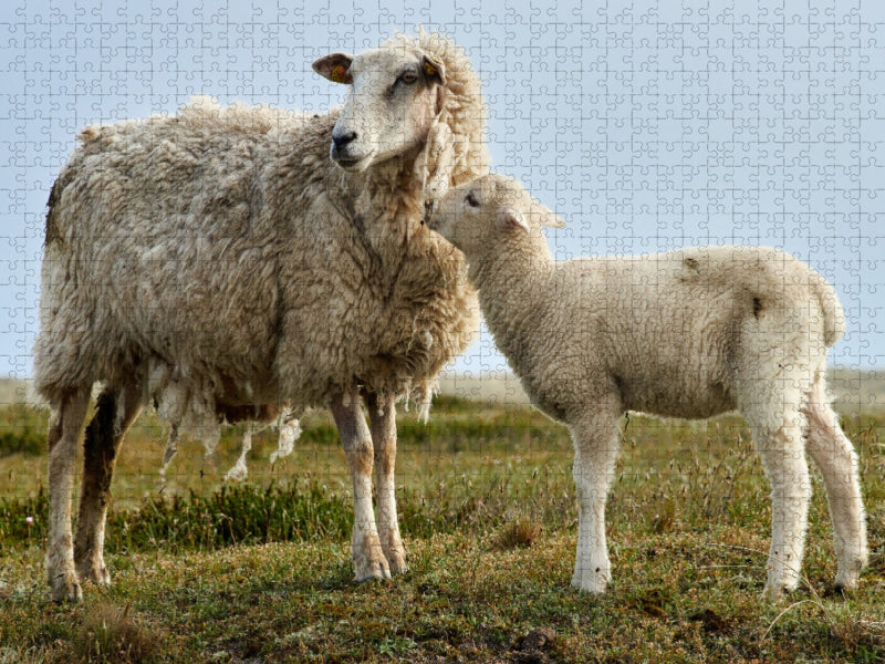 Mutterschaf mit zotteligem Fell - CALVENDO Foto-Puzzle'
