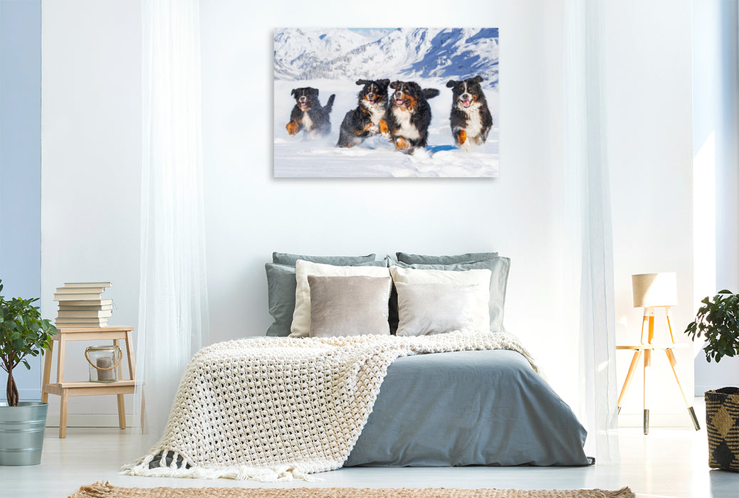 Premium textile canvas Premium textile canvas 120 cm x 80 cm across A motif from the Bernese Mountain Dog calendar A dream on four paws 