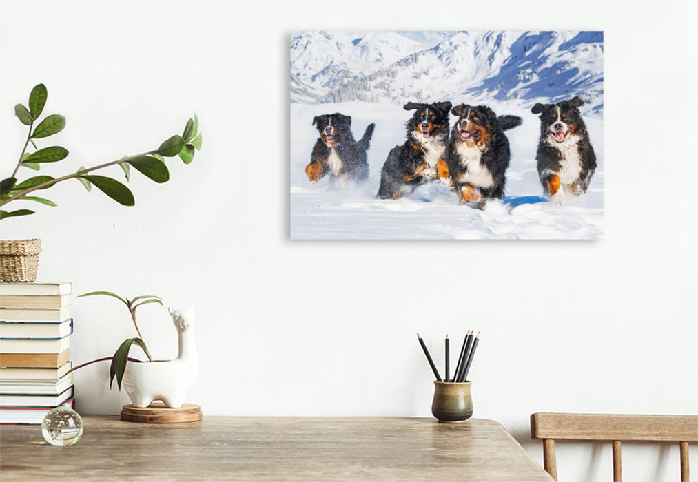 Premium textile canvas Premium textile canvas 120 cm x 80 cm across A motif from the Bernese Mountain Dog calendar A dream on four paws 