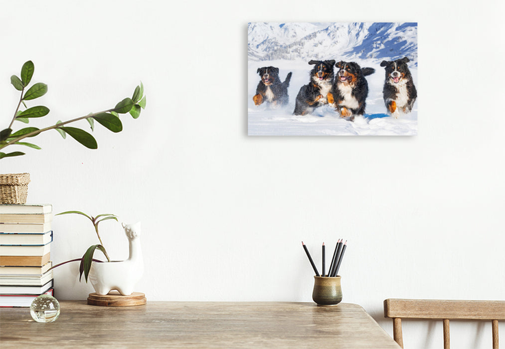 Premium textile canvas Premium textile canvas 120 cm x 80 cm across A motif from the Bernese Mountain Dog calendar A dream on four paws 