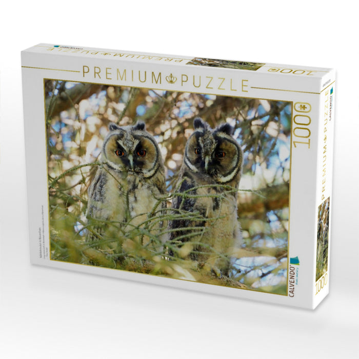 Waldohreulen in Nauenhain - CALVENDO Foto-Puzzle'