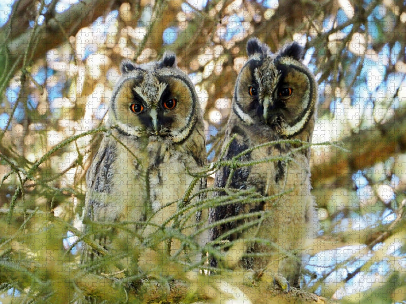Waldohreulen in Nauenhain - CALVENDO Foto-Puzzle'