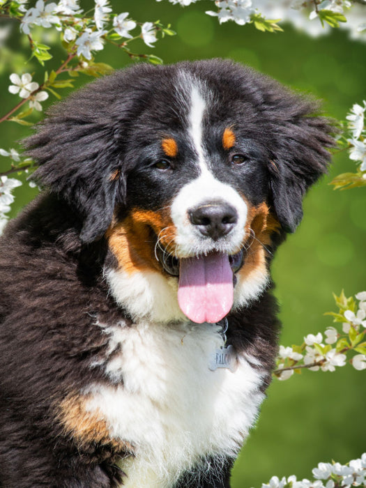 5 Monate alter Junghund - CALVENDO Foto-Puzzle'