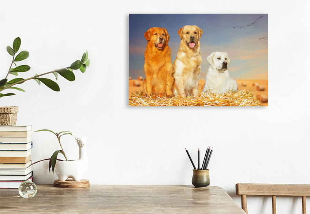 Premium Textil-Leinwand Premium Textil-Leinwand 120 cm x 80 cm quer Ein Motiv aus dem Kalender Golden Retriever - Ein Freund auf vier Pfoten