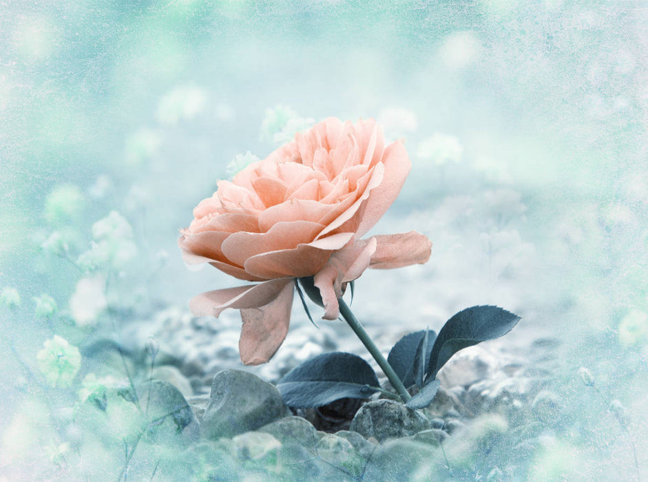 Rose am Strand 2000 Teile Puzzle quer - CALVENDO Foto-Puzzle'
