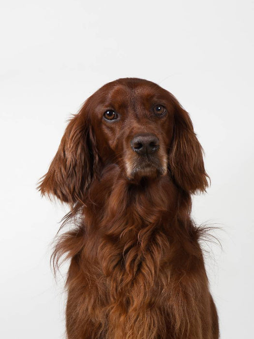 Ein Motiv aus dem Kalender Hunde im Portrait - CALVENDO Foto-Puzzle'