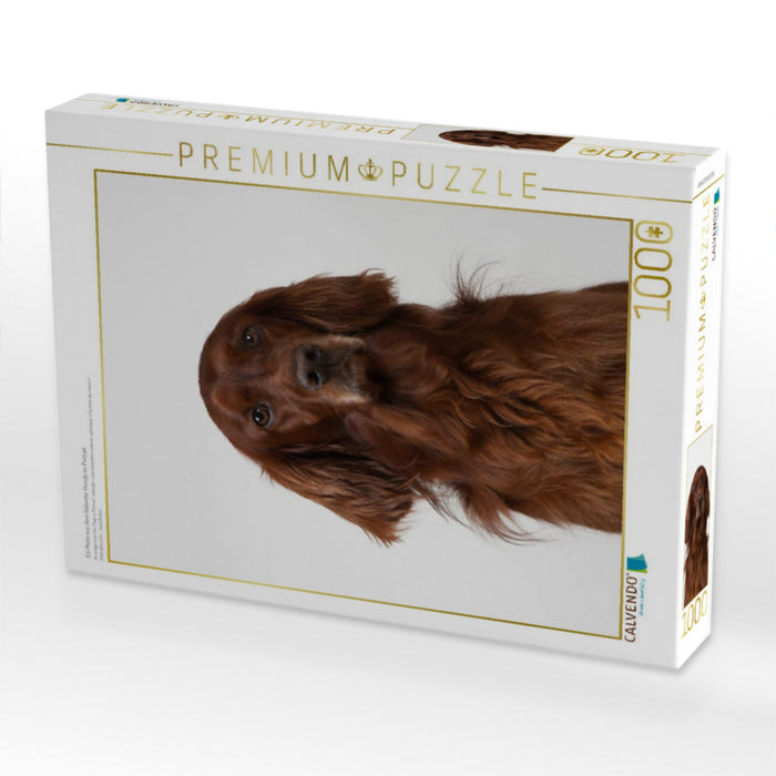 Ein Motiv aus dem Kalender Hunde im Portrait - CALVENDO Foto-Puzzle'