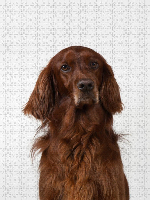 Ein Motiv aus dem Kalender Hunde im Portrait - CALVENDO Foto-Puzzle'