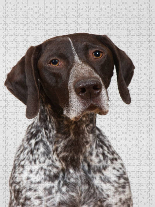 Deutsch Kurzhaar - CALVENDO Foto-Puzzle'