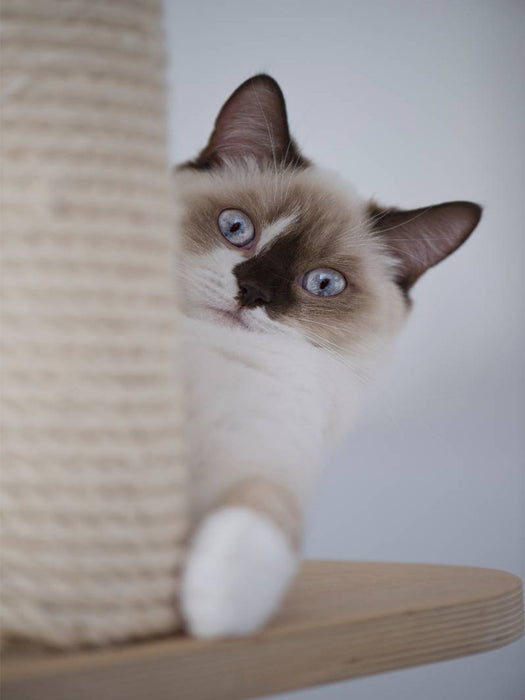 Britisch Kurzhaar Katze - CALVENDO Foto-Puzzle'