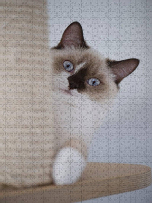 Britisch Kurzhaar Katze - CALVENDO Foto-Puzzle'