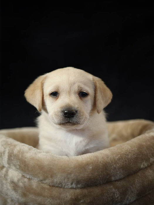 Knuffiger Labrador Welpe - CALVENDO Foto-Puzzle'