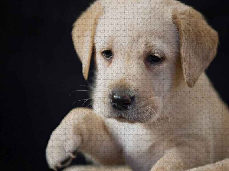 Labrador Welpe - CALVENDO Foto-Puzzle'