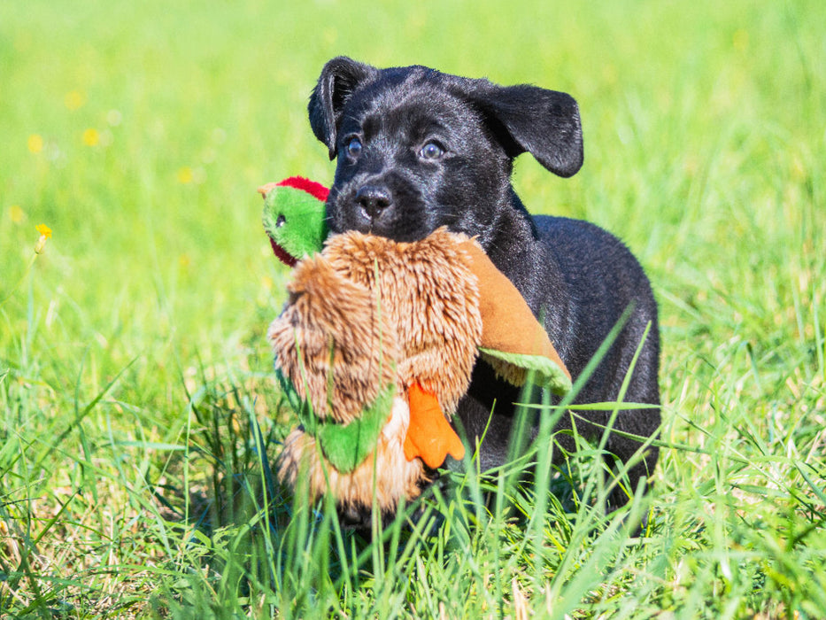 Entenjagd - CALVENDO Foto-Puzzle'