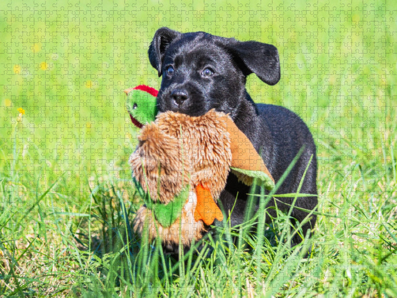 Entenjagd - CALVENDO Foto-Puzzle'