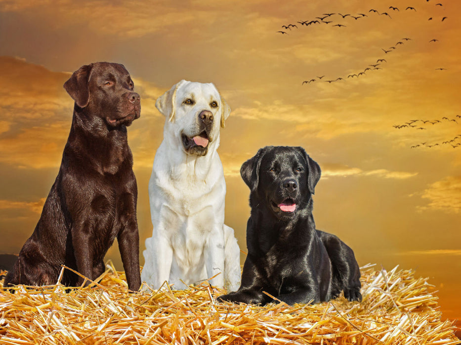 Ein Motiv aus dem Kalender Labrador Retriever - Ein Freund für´s Leben - CALVENDO Foto-Puzzle'