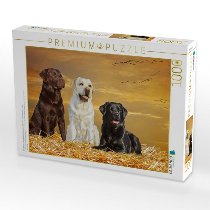 Ein Motiv aus dem Kalender Labrador Retriever - Ein Freund für´s Leben - CALVENDO Foto-Puzzle'