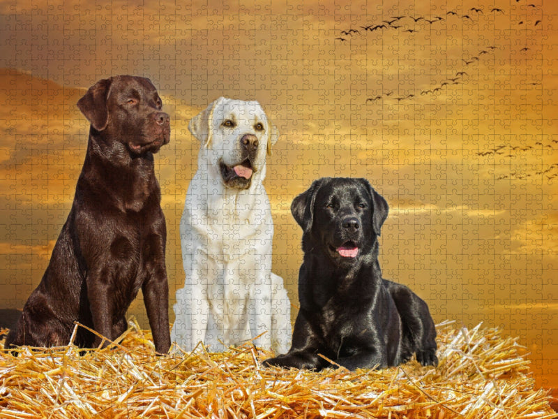 Ein Motiv aus dem Kalender Labrador Retriever - Ein Freund für´s Leben - CALVENDO Foto-Puzzle'