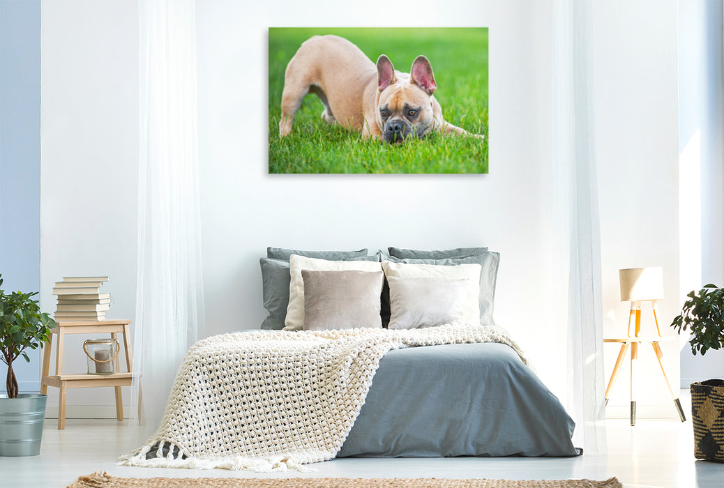 Premium Textil-Leinwand Premium Textil-Leinwand 120 cm x 80 cm quer Ein Motiv aus dem Kalender Französische Bulldogge - Kleine Helden auf vier Pfoten