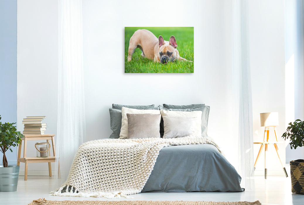 Premium Textil-Leinwand Premium Textil-Leinwand 120 cm x 80 cm quer Ein Motiv aus dem Kalender Französische Bulldogge - Kleine Helden auf vier Pfoten