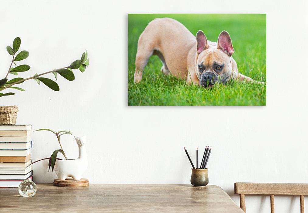 Premium Textil-Leinwand Premium Textil-Leinwand 120 cm x 80 cm quer Ein Motiv aus dem Kalender Französische Bulldogge - Kleine Helden auf vier Pfoten