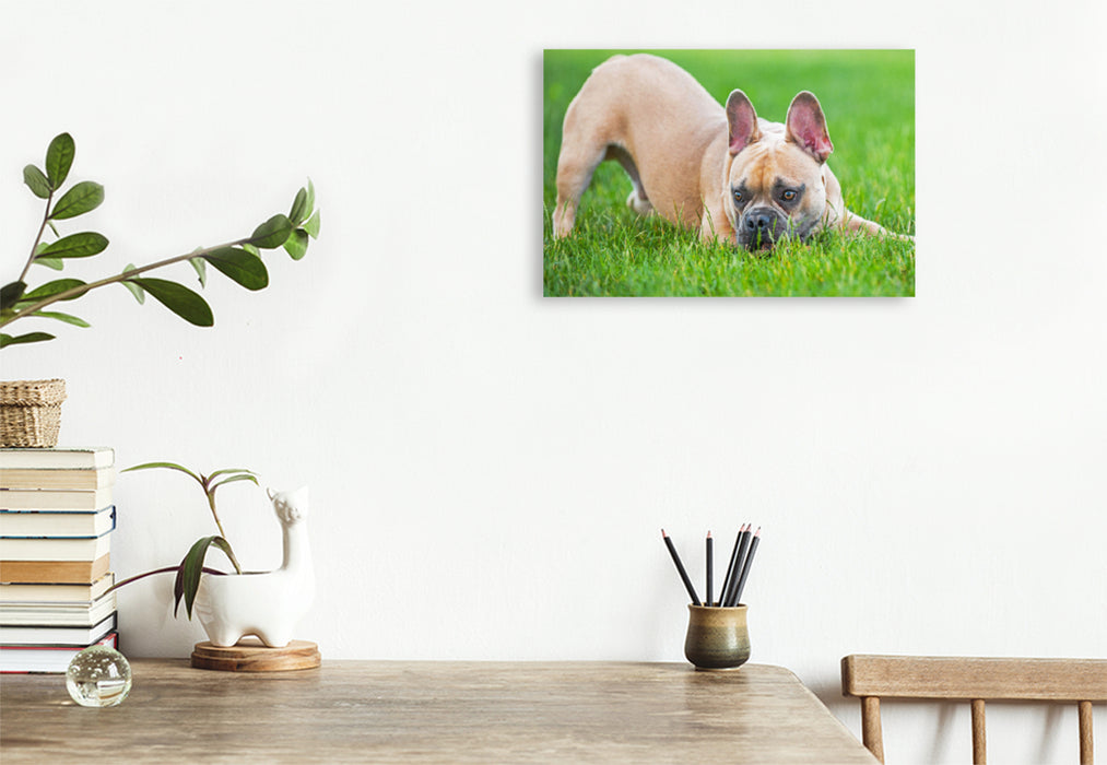 Premium Textil-Leinwand Premium Textil-Leinwand 120 cm x 80 cm quer Ein Motiv aus dem Kalender Französische Bulldogge - Kleine Helden auf vier Pfoten