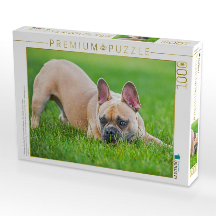 Ein Motiv aus dem Kalender Französische Bulldogge - Kleine Helden auf vier Pfoten - CALVENDO Foto-Puzzle'
