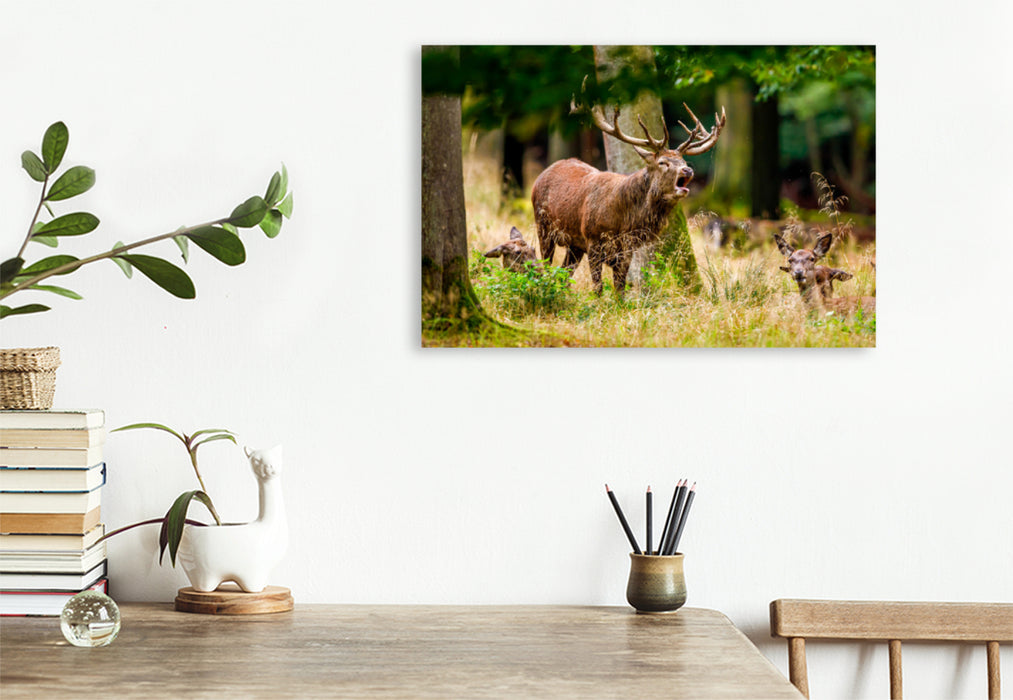 Premium textile canvas Premium textile canvas 120 cm x 80 cm landscape Red deer in rut 