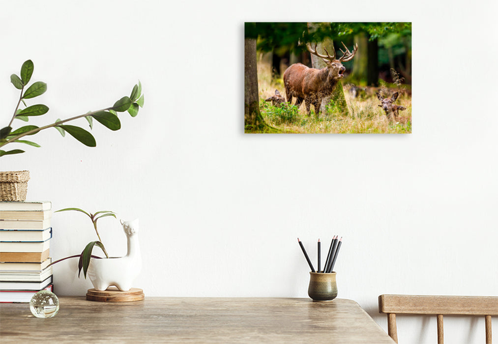 Premium textile canvas Premium textile canvas 120 cm x 80 cm landscape Red deer in rut 