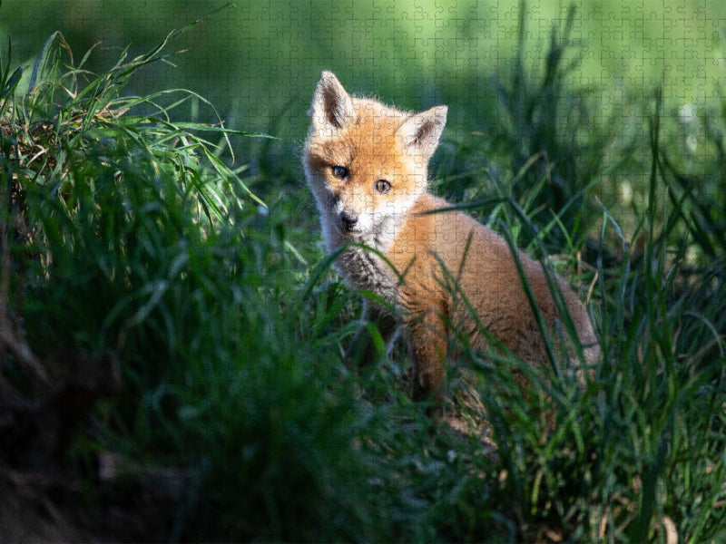 Junger Rotfuchs - CALVENDO Foto-Puzzle'