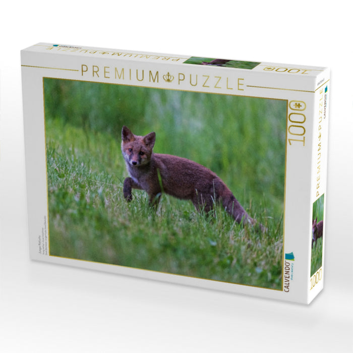 Junger Rotfuchs - CALVENDO Foto-Puzzle'