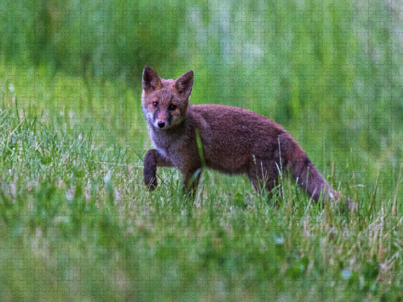 Junger Rotfuchs - CALVENDO Foto-Puzzle'
