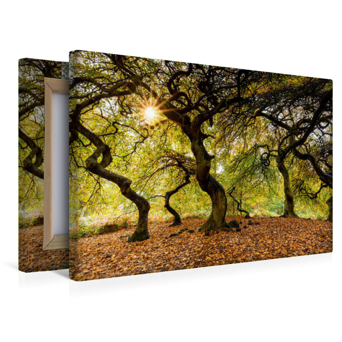 Premium Textil-Leinwand Hexenwald